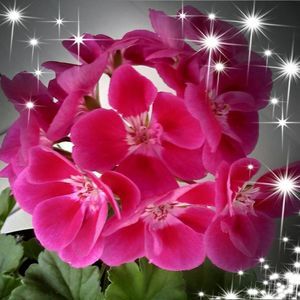 Meet your Posher, Margo